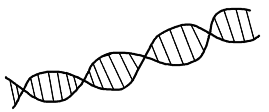 dessin d'un brin d'ADN